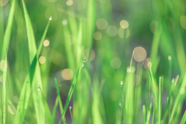 Soyut arkaplan için yeşil çimen çiy damlaları fotoğraf düşürür. seçici odak makro bokeh.