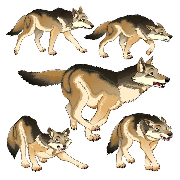 Group of isolated wolves — Stock Vector