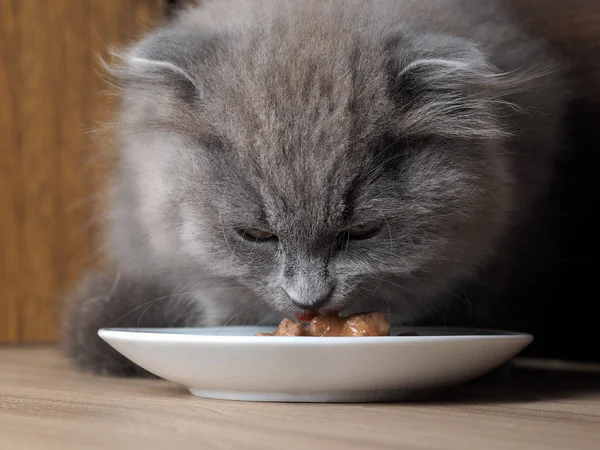 Cat eating from a saucer cat food. Big Cat Muzzle