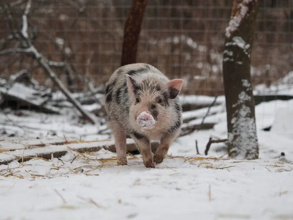 Funny little pig. Nose in the snow