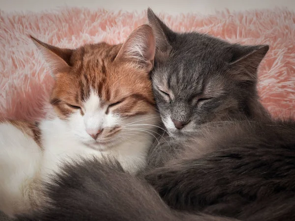 Cats sleeping together. The friendship of the two cats, love and tenderness