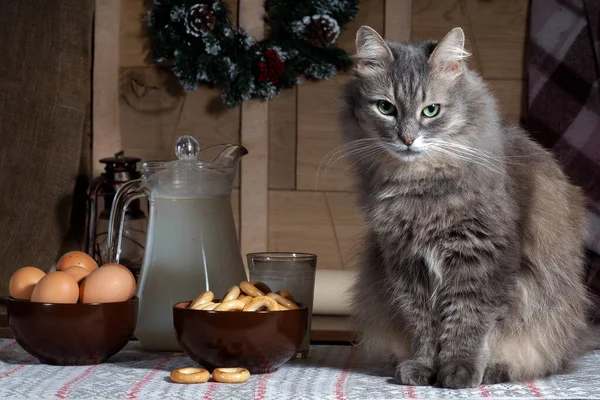 Portrait of grey cat on background