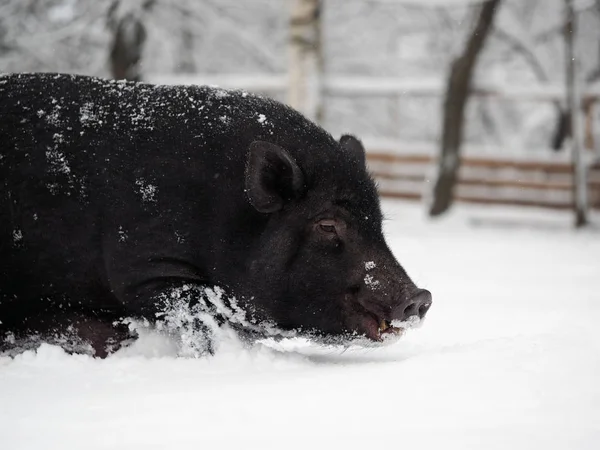 big black pig in snowdrifts. Cold snap, climate change, weather change