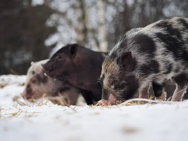 Little pigs digging in the snow. Free-range pigs in winter