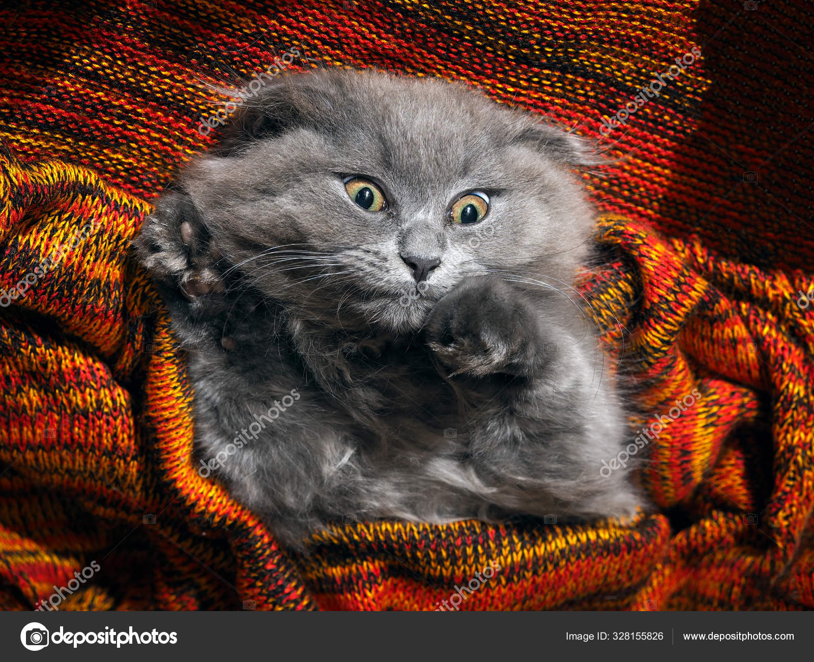 шотландская вислоухая короткошерстная. шотландский вислоухий кот скоттиш фолд. шотландские вислоухие коты. шотландская вислоухая полосатая. вислоухий британец.