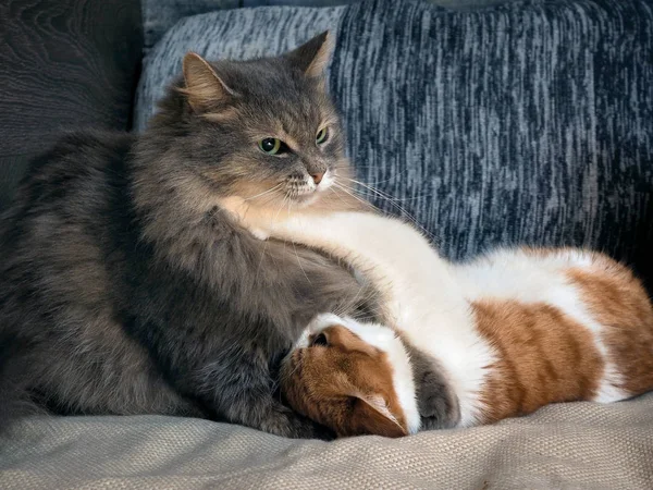 Funny cat fighting playing on the bed