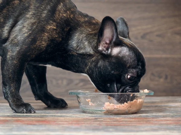 Dog eating dog food from the bowl on the floor