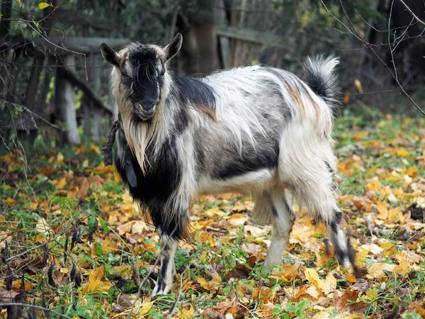 Old goat. Portrait of an animal in the autumn forest