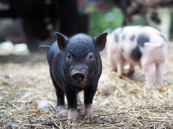 Cute little pigs in the farm. Portrait of a pig