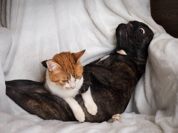 Dog and cat funny lying on a white blanket