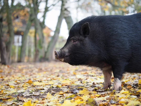 Big black pig on the farm. Portrait of an animal