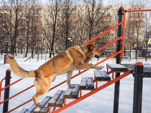 Training large dog training to move up the stairs