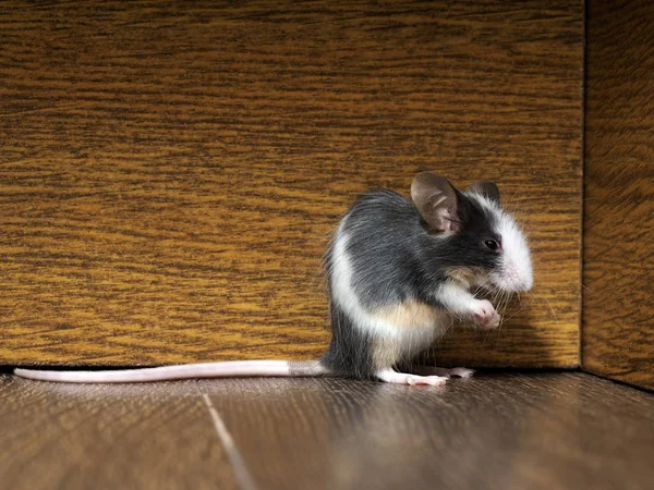 Gray fluffy white mouse sitting on the floor in the room. Pink legs, big ears and whiskers. A long tail. Funny animals