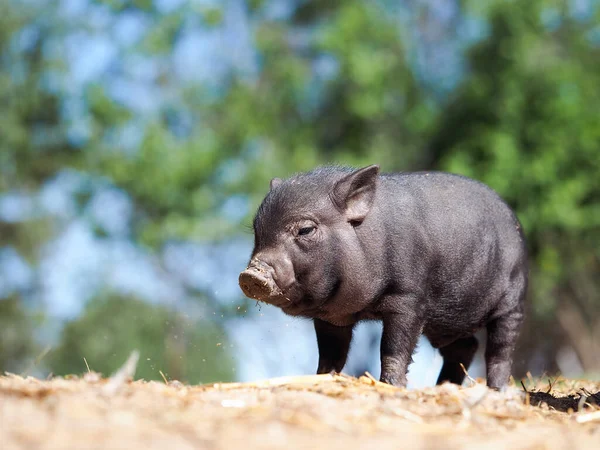 Cute little pigs in the farm. Portrait of a pig