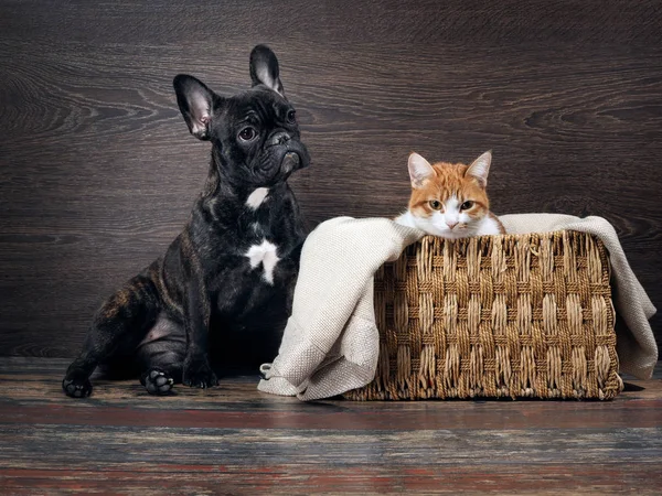 Lovely cat and dog. The cat in the box, the dog sits beside him on the floor in a wooden wall