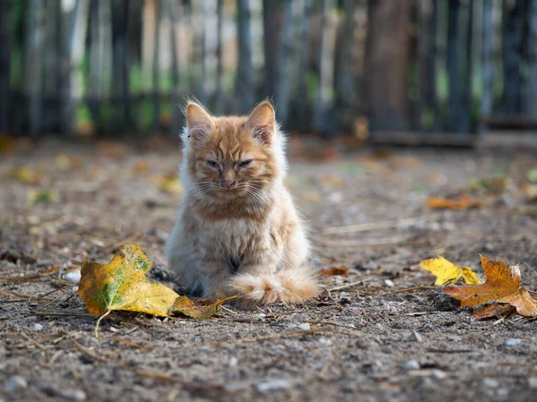 A small sick kitten. Autumn, sad unhappy animal