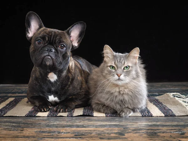 Dog and cat on the floor next. Pets portrait on a dark background