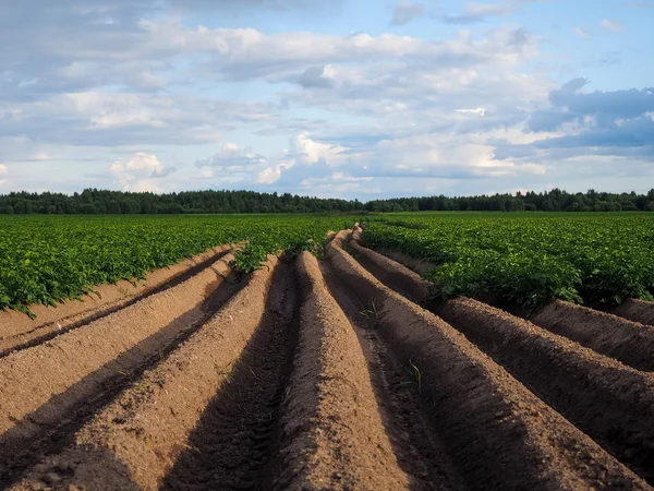 Fields with landings in the summer. The concept of high yields, agriculture