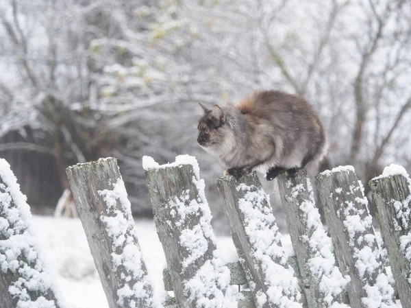 Scared cat on an old snow-covered fence. Portrait of winter animal