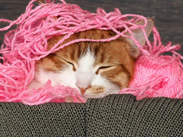 Cat sleeping in pink entangled Threads