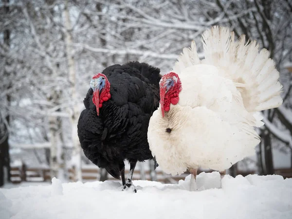 Sad thermophilic bird Turkey among snow, snowdrifts