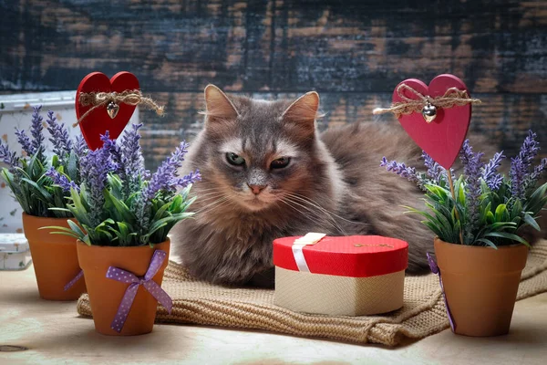 Beautiful cat among flowers and hearts. Gift box