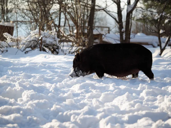 big black pig in snowdrifts. Cold snap, climate change, weather change