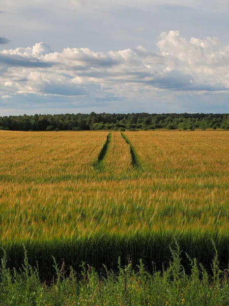 Fields with landings in the summer. The concept of high yields, agriculture