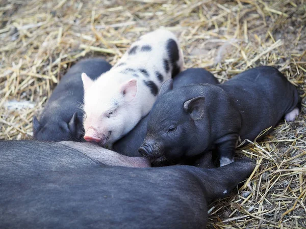Big pig feeds little piglets with breast milk