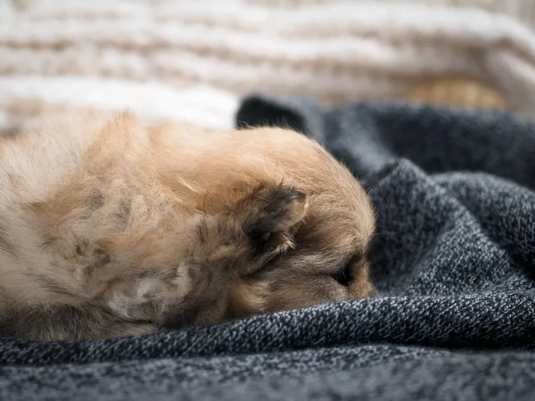 Sad puppy shivering. The dog lies with its nose in the blanket