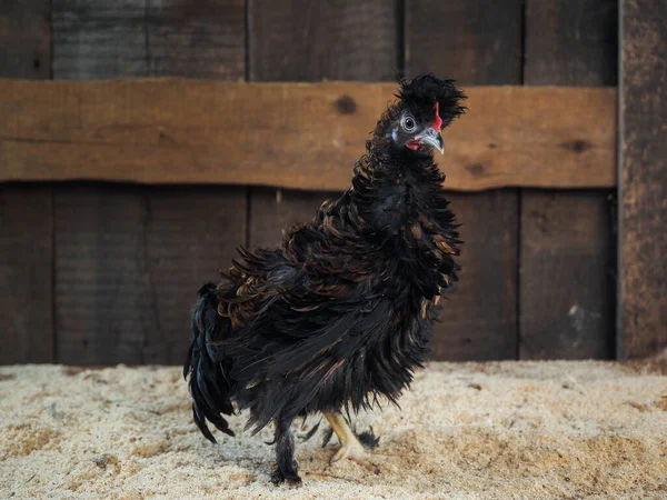 Unusual chickens with curly plumage. Portrait of a hen