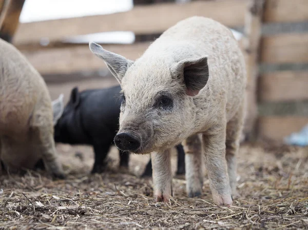 Shaggy pig of the Hungarian mangalitsa breed — Stock Image Shaggy Pig Hungarian Mangalitsa Breed Stock Image