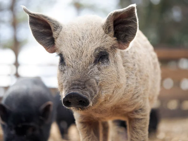 Shaggy pig of the Hungarian mangalitsa breed — Stock Image Shaggy Pig Hungarian Mangalitsa Breed Stock Picture