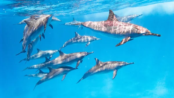 bir mercan kayalığı marsa alam yakınındaki red Sea'deki/daki okulda yunus