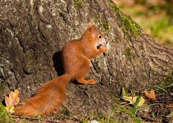 Little squirrel sits in the woods and eats — Stock Photo, Image