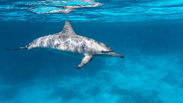bir mercan kayalığı marsa alam yakınındaki red Sea'deki/daki okulda yunus