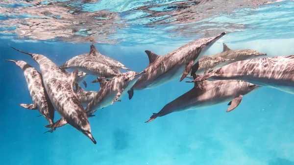 Delfinschule in einem Korallenriff im Roten Meer in der Nähe von Marsa Alam — Stockfoto