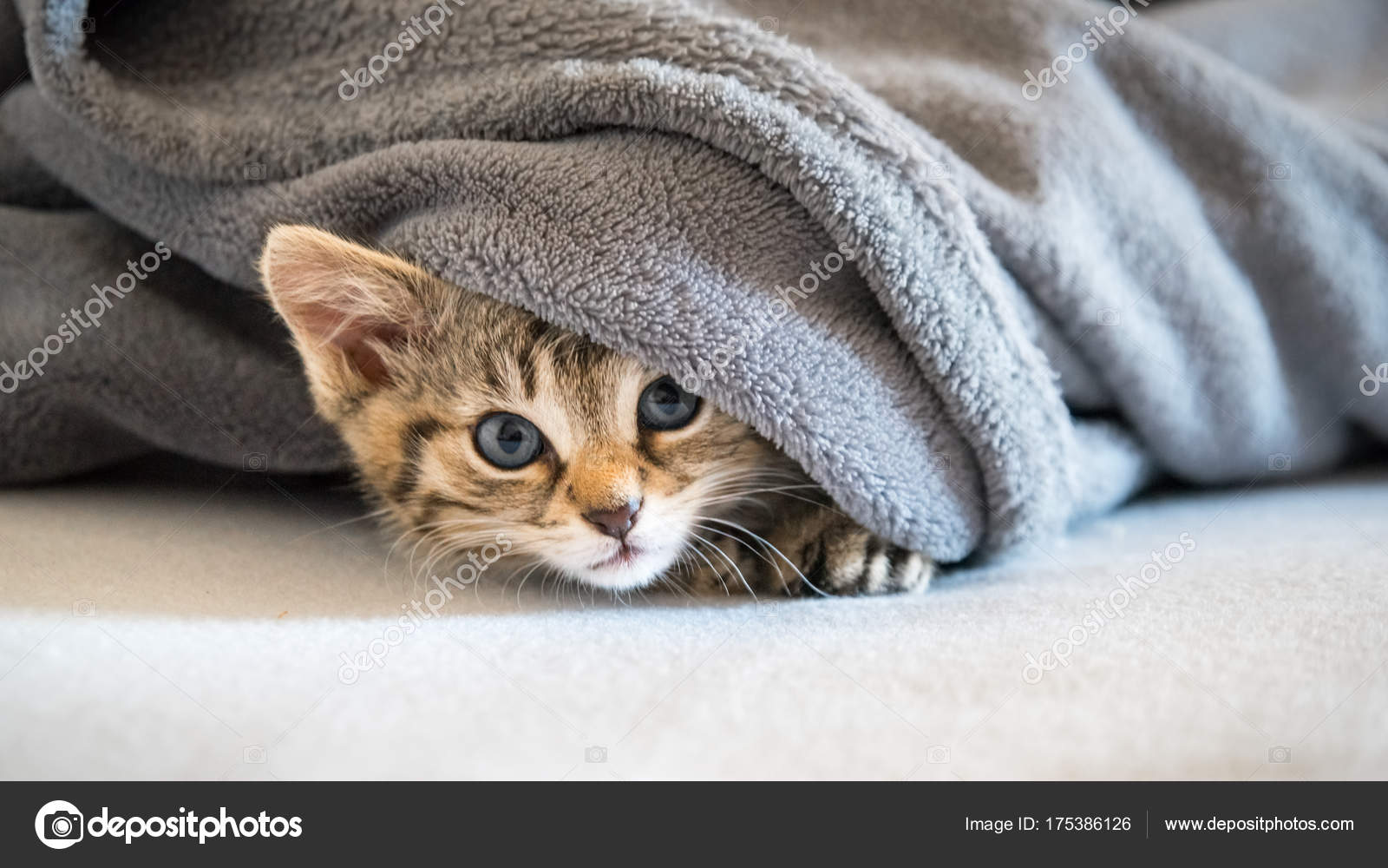 Cat Child Hiding Sofa Blanket Stock Photo by ©JNaether 175386126