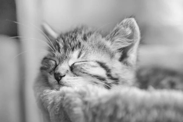 Little Kitten Sleeping Portrait Black White — Stock Photo, Image