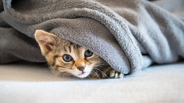  Kedi çocuk koltukta battaniyenin altına saklanıyor