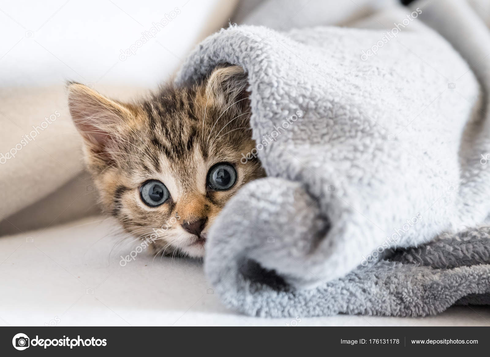 Kitten blanket hot sale