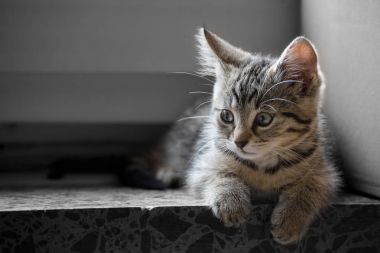küçük kedi çocuk pencere kenarında yer alır.