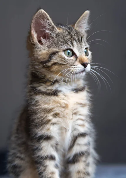 Portret Małego Kotka — Zdjęcie stockowe