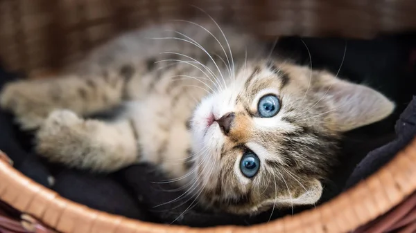  küçük kedi kucaklamaları sepet