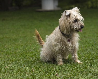 Cairn Terrier köpek çimlerin üzerine