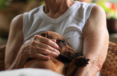 Köpek sahibinin kollarında uyumak