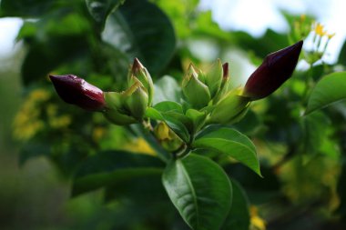 Çiçek ile arka plan bulanık çimlenme