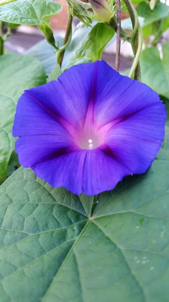 Фіолетова квітка і зелене листя — стокове фото