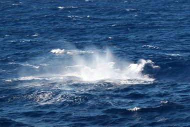 Hareketli dalga mavi okyanus