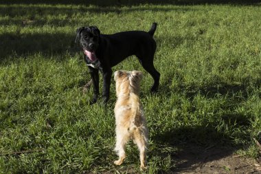 İki köpek bahçede oynarken